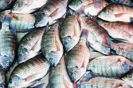 A picture containing fish, soft-finned fish, variety

Description automatically generated