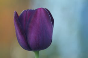 Entre tulipes i revolucions feministes