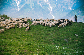Cien ovejas y un pastor