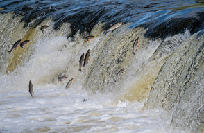 Nedar a contracorrent com els salmons