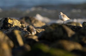Exigir la pau o Ser agents de pau