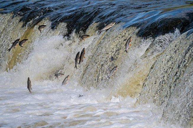 Nedar a contracorrent com els salmons