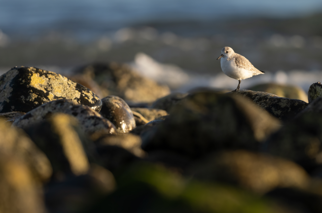 Exigir la pau o Ser agents de pau